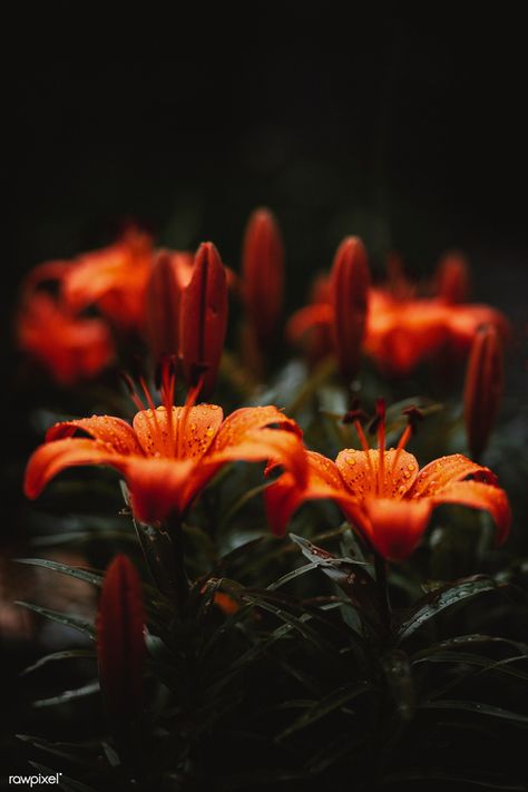 Orange lily after the rain | free image by rawpixel.com / eberhard grossgasteiger Flower Aesthetic Purple, Swadhisthana Chakra, Orange Nature, Blooming Sunflower, Orange Lily, White Lily Flower, Fleur Orange, Web Design Resources, About Nature