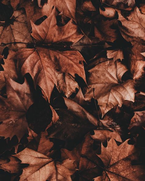 me and my ever growing collection of leaf photography (is that a thing? i’m making it a thing) wish you a happy week || boa semana 🍂🍃 Brown Leaves Aesthetic, Autumn Leaf Photography, Leaves Aesthetic, Leaf Photography, Brown Leaves, Happy Week, Autumn Leaf, Aesthetic Women, Brown Aesthetic