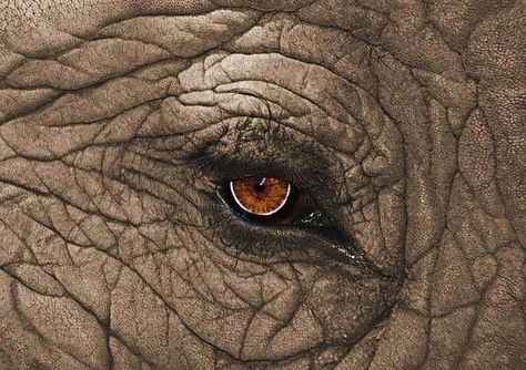 Elephant Eye ~ by Stu Bykofsky Elephant Eye, Regard Animal, Elephant Photography, Elephant Wallpaper, Elephant Pictures, Elephants Photos, Wild Elephant, Art Journal Cover, Elephant Drawing