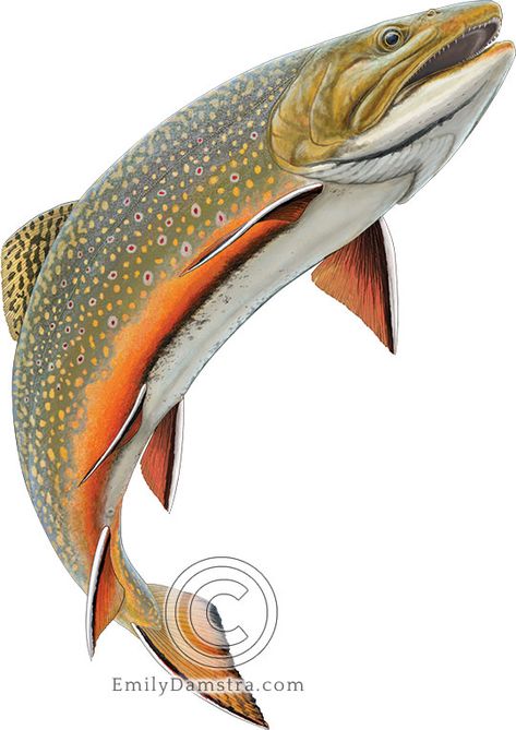 Trout Swimming, Bull Trout, Stone Road, Brook Trout, Science Illustration, Brown Trout, Metal Projects, Fish Art, Amphibians