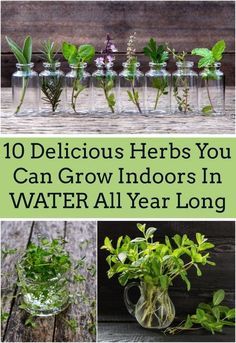 Mary's Garden, Growing Herbs Indoors, Herb Garden Design, Vertical Herb Garden, Indoor Herb Garden, Herbs Indoors, Hydroponic Gardening, Growing Indoors, Planting Vegetables