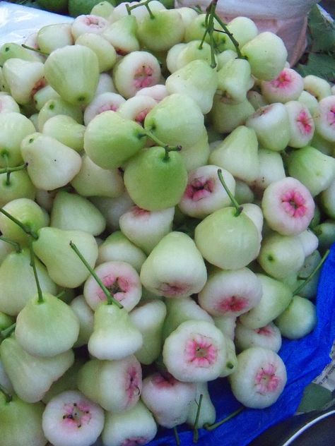 Rose Apple Jamaican Fruits, Rose Apple, Strange Fruit, Apple Roses, Fruit Photography, Different Fruits, Beautiful Fruits, Bountiful Harvest, Exotic Food