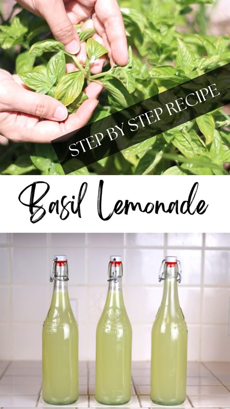 This special lemonade recipe is flavored with fresh basil. I was skeptical when I first tried it, but I was quickly converted. Basil is no longer destined only for pizza or spaghetti sauce in my house. To me, basil lemonade is the taste of summer. I make it several times every summer, and grow plenty of basil in my garden just for this recipe. I’ve shared basil lemonade with many friends and they all enjoy it. You’ve gotta try it! Lemon Basil Lemonade, Basil Drink Recipes, Basil Juice Recipe, Basil Lemonade Recipe, Lemonade Concentrate Recipe, Basil Seed Drink, Basil Drinks, Basil Lemonade, Perfect Summer Drink