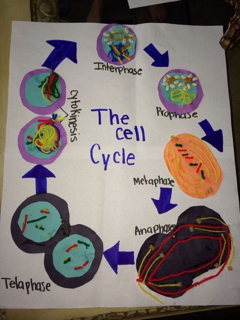 The cell cycle project Cell Cycle Project, Cell Module Project, Cell Cycle And Cell Division Notes, G1 Phase Cell Cycle, Cell Cycle Checkpoints, 7th Grade Classroom, Cycle Drawing, Cell Theory, Biology Projects