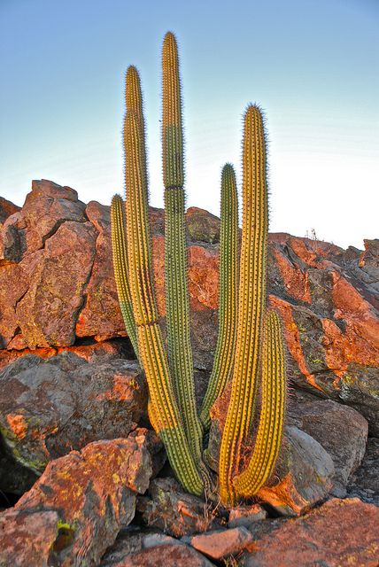 Pipe Organ, Succulent Art, Desert Flowers, Cactus Garden, Cacti And Succulents, The Plant, Cactus Plants, Succulent, Garden Design