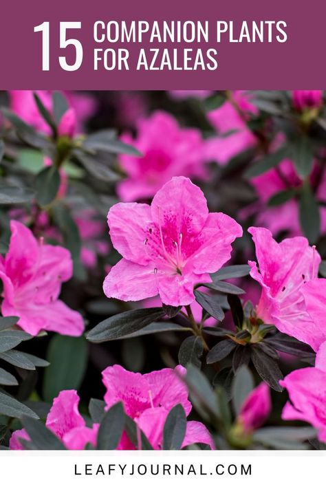 Discover the perfect plant pairings to create a vibrant and colorful Azalea garden! Plant Pairings, Azalea Garden, Azalea Color, Best Companion Plants, Azaleas Garden, Well Hello There, Companion Plants, Perfect Plants, Companion Planting