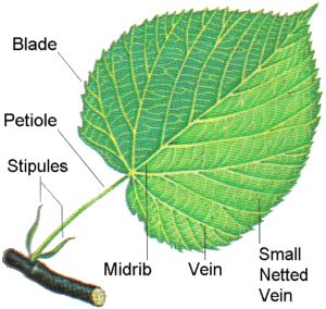 Picture Parts Of Leaf, Internal Structure Of A Leaf, Tree Leaf Identification Free Printable, Parts Of A Leaf, Leaf Parts, Leaf Identification Chart, Parts Of A Plant And Their Functions, Botanical Science, Biology Plants