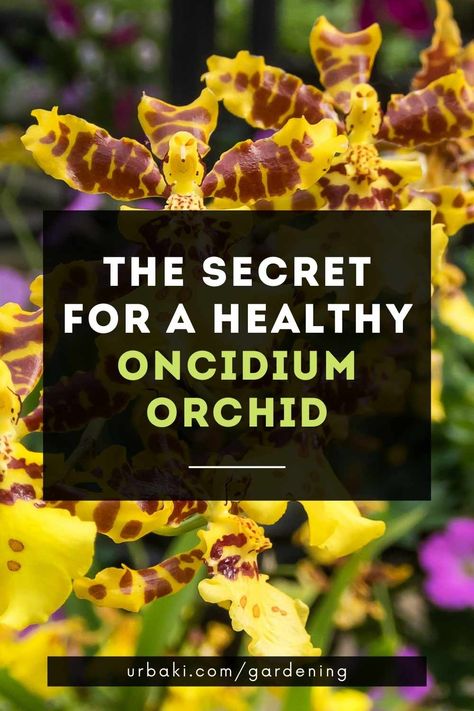 Oncidium Orchid, Ayurvedic Plants, Indoor Orchids, Oncidium Orchids, Orchid Plant Care, Growing Orchids, Tropical Gardens, Orchid Care, Orchid Plants