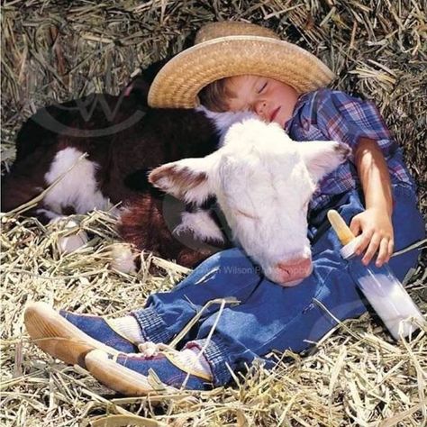 Baby Cow, Country Kids, A Cow, Cute Cows, On The Ground, 귀여운 동물, Animals Friends, Animals For Kids