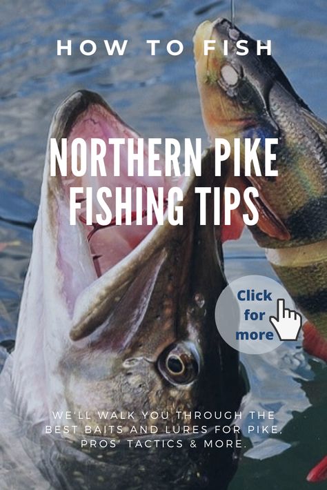 Our northern pike fishing tips will make you PRO! We'll walk you through the best baits and lures for pike, pros' tactics & more. With this tips your attack rate of success will be 90 to 98%. So, Check them! Click, click, click on picture! #fishing #pikefishing #northernpike #fishingtips Pike Fishing Tips, Pike Fishing Lures, Walleye Fishing Tips, Best Fishing Lures, Fishing Pond, Musky Fishing, How To Fish, Northern Pike, Fly Fishing Tips