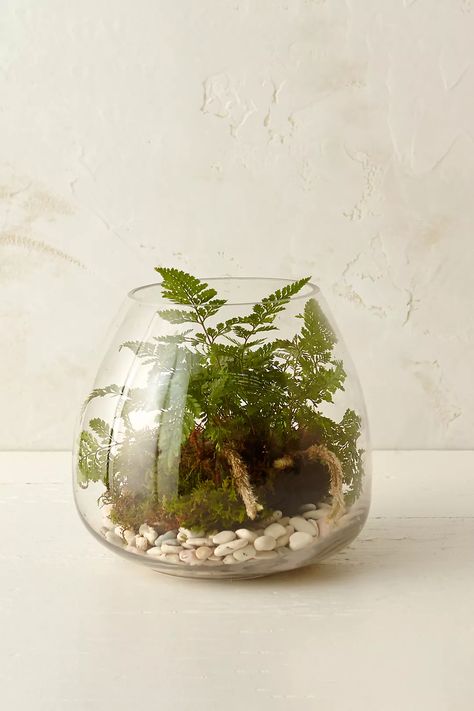 Polished Drop Terrarium | AnthroLiving Bubble Terrarium, Video Mood, Open Terrariums, Indoor Water Garden, Terrarium Supplies, Glass Houses, Mini Gardens, Birthday Boys, Farm Garden