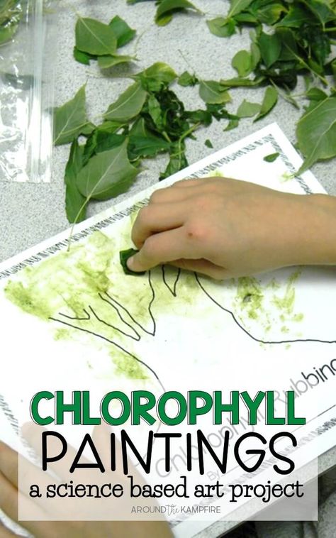 Chlorophyll paintings for kids are a great way to integrate art into your plant science activities as students learn about photosynthesis and the life cycle of plants. Plants Science Activities, Life Cycle Of Plants, Forest School Activities, Plant Activities, Tree Study, Nature School, Plant Life Cycle, Plant Science, Preschool Science