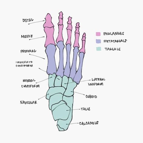 Bones of the foot Skeletal System Anatomy Drawing, Foot Bones Anatomy, Gross Anatomy Notes, Podiatry Aesthetic, Foot Muscles Anatomy, Bone Structure Anatomy, Foot Anatomy Drawing, Bone Anatomy Drawing, Anatomy Practice Study