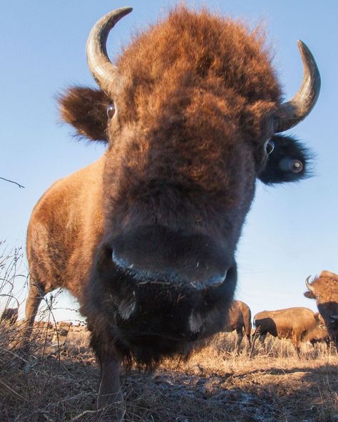 Remember that the behavior of bison can vary based on factors such as geographical location, environmental conditions, and human presence. While they are generally more active during the day, their adaptability allows for some level of nocturnal activity in certain situations. #wayofthebison #bisonfan #bisonfacts #bison #bisonapparel Plains Bison, Bison Pictures, Baby Bison, Buffalo Bison, 2 Pretty, Musk Ox, American Bison, Pfp Ideas, During The Day