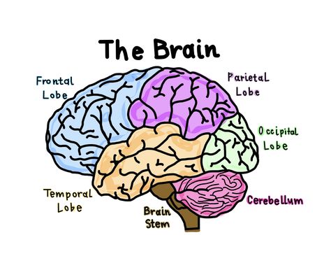 Created on goodnotes brain diagram brain lobes Human Brain Psychology, Real Brain Pictures, Regions Of The Brain, Brain Pictures Image, Anatomy Of Brain Drawing, Brain Labelled Diagram, Parts Of The Brain Anatomy, Brain Parts Drawing, Brain Anchor Chart