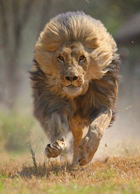 Regnul Animal, Lion Photography, Lions Photos, Lion Wallpaper, Lion Images, Lion Pictures, Instagram Giveaway, Giveaway Time, Majestic Animals