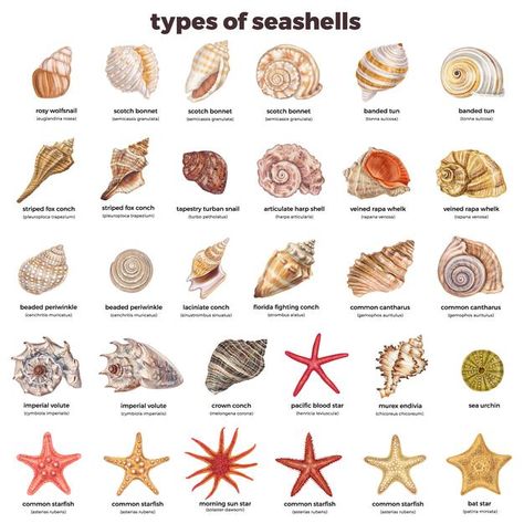 Spiral Seashell Drawing, Jellyfish Species, Florida Shells, Seashell Identification, Ocean Things, Ocean Food, Types Of Shells, Biology Facts, Edible Mushrooms