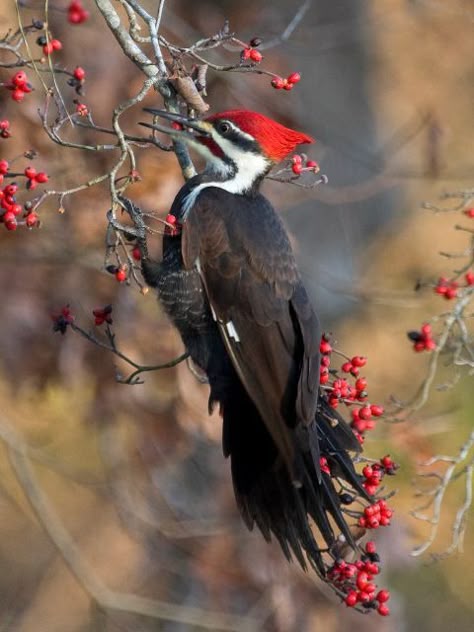 pileated woodpecker | Pileated Woodpecker Pilated Woodpecker, Woodpecker Art, Birds Pet, Pileated Woodpecker, Lighting Landscape, Common Birds, Kinds Of Birds, Landscape Garden, Airbrush Art