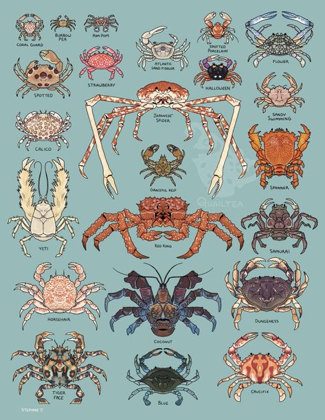 The Crab, Arte Inspo, Marine Biology, Animal Facts, Marine Animals, Ocean Creatures, Ocean Animals, Creature Design, Sea Animals