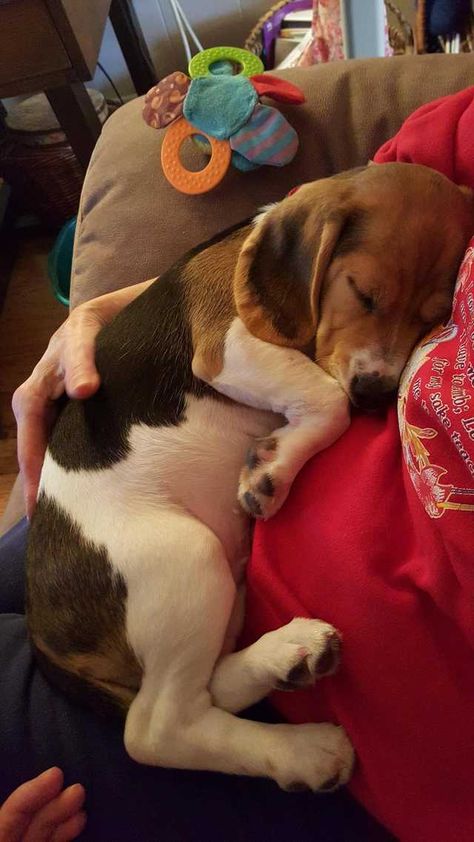 Pocket Beagle, Amstaff Puppy, Puppy Obedience Training, Positive Dog Training, Basic Dog Training, Cute Beagles, Best Dog Training, Beagle Puppy, White Dog