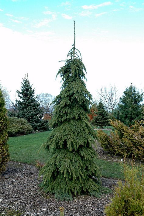 Weeping White Spruce, Picea Glauca, Evergreen Landscape, Conifers Garden, Landscaping On A Hill, White Spruce, Low Maintenance Landscaping, Evergreen Trees, House Landscape