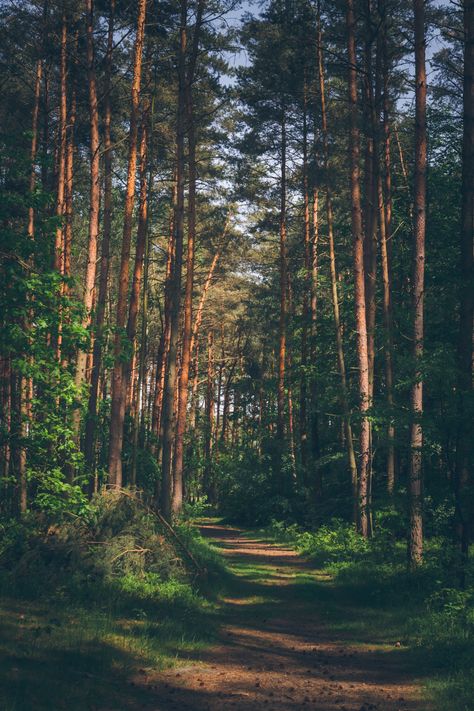 Nature photography A hiking trail in the sunny pine forest. #woods #trees #green Summer Walks, Pine Trees Forest, Evergreen Forest, Forest Background, Forest Photos, Forest Bathing, Forest Trail, Wild Forest, Forest Path