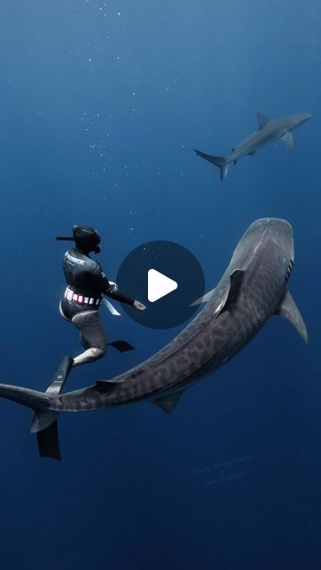 Snappy Sammy on Instagram: "Can’t forget to check in with the big boss when you drop by.  Video of me taken by @davidrstudios  Diver @snappysammyphotos  @hawaiiadventurediving   #tigershark #sharkdiving #bigshark #wildlife #wildlifephotography #wildlifeencounters #sharkphotography  #freedivingphotography #sharkweek2024" Big Shark, The Big Boss, Tiger Shark, Shark Diving, Free Diving, Diver, Wildlife Photography, Diving, Instagram