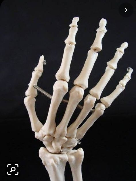 Hand Bone Anatomy, Hand Skeleton, Skull Reference, Skeleton Anatomy, Skull Model, Skeleton Drawings, Anatomy Sculpture, Ap Studio Art, Hand Drawing Reference