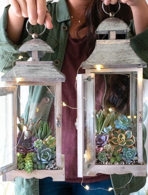 Succulent Lantern, Lantern Terrarium, Lantern With Fairy Lights, Lantern Diy, Succulent Garden Design, Lantern Ideas, Small Lanterns, Christmas Gift Basket Ideas, Gift For Mom Christmas