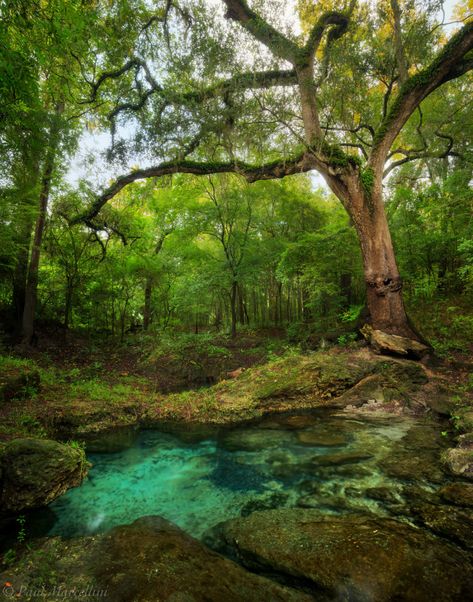 Water Spring, Florida Springs, Fantasy Places, Alam Yang Indah, Nature Aesthetic, Pretty Places, Fantasy Landscape, Nature Pictures, Beautiful World