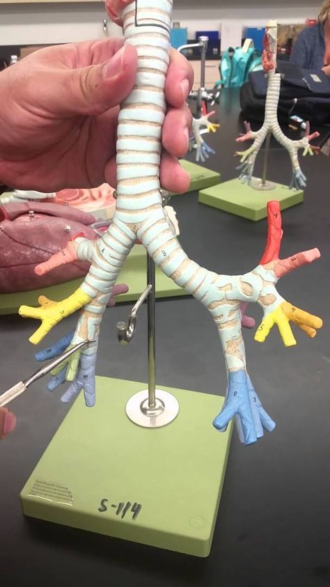 Respiratory System Model, Respiratory System Projects, Bronchial Tree, Biology Science Fair Projects, Science Flashcards, Science Project Models, Human Body Unit Study, Human Respiratory System, Human Body Projects