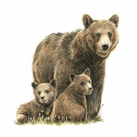 Drawing Coloured Pencil, Coloured Pencil Portrait, Pixie Tattoo, Bear And Cubs, Cubs Tattoo, Bear Sketch, Mother Bear, Colored Pencil Portrait, Bear Tattoos