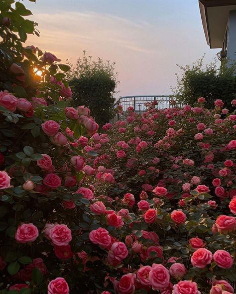 Roses In Nature, Pictures Of Roses, Love Rose Flower, Pretty Rose, Rose Pictures, Love Rose, Beautiful Roses, Pretty Flowers, In Nature