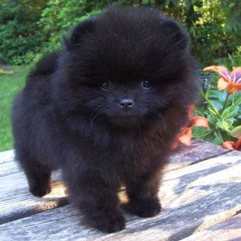 Cute Small Dogs: Cutest Dog Breeds That Stay Small Cutest Dog Breeds, Puppy Teacup, Big Dogs Breeds, Biggest Dog In The World, Teacup Puppy, Biggest Dog, Teacup Chihuahua Puppies, Cute Small Dogs, Dogs Breeds