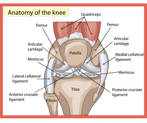 Cracking Knees, Anatomy Of The Knee, Meniscus Surgery, Joints Anatomy, Anterior Cruciate Ligament, Knee Strengthening Exercises, Knee Pain Exercises, Ligament Tear, Cruciate Ligament