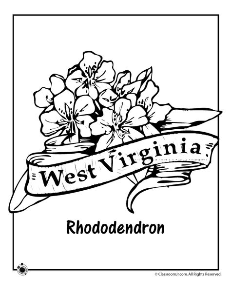 West Virginia State Flower Coloring Page | Woo! Jr. Kids Activities West Virginia State Flower, Virginia State Flower, Virginia Tattoo, Virginia State, Pattern Coloring Pages, Bird Quilt, Plastic Canvas Patterns Free, Doodle Designs, Flower Coloring Pages