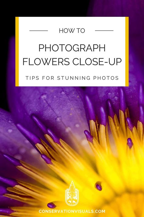 Simple tips for stunning close-up flower photos. Learn how to choose the best lens, camera settings, and lots of ideas for creative shots. Bring these beautiful detail shots into your nature photography or landscape photography portfolio. How To Photograph Flowers, Flower Photography Tips, Camera Setting For Outdoor Photography, Macro Photography Settings, Cameras For Nature Photography, Macro Fotografie, Macro Lens Photography, Flower Photography Art, Macro Photography Tips