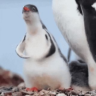 Popular GIF Happy Penguin, Gentoo Penguin, Baby Penguins, Arctic Animals, Cute Penguins, 귀여운 동물, Cute Funny Animals, Animal Gifs, Funny Animal Videos