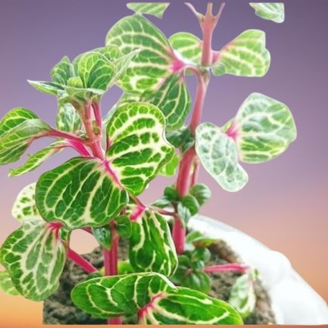 Iresine Plant, Iresine Herbstii, Chicken Gizzards, Red Veins, Liquid Fertilizer, Colorful Plants, Leaf Coloring, Growing Indoors, Organic Matter