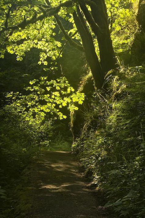 Path In The Woods, Oregon Forest, Forest Path, Walk In The Woods, Tree Forest, Alam Yang Indah, Lombok, Enchanted Forest, Wisteria