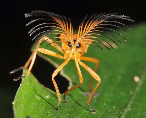 this must be the fanciest cantharid (?) beetle in the world  Brazilian Amazon Rainforest Insects, Weird Insects, Cool Insects, Cool Bugs, A Bug's Life, Beautiful Bugs, Unusual Animals, Creepy Crawlies, Arthropods