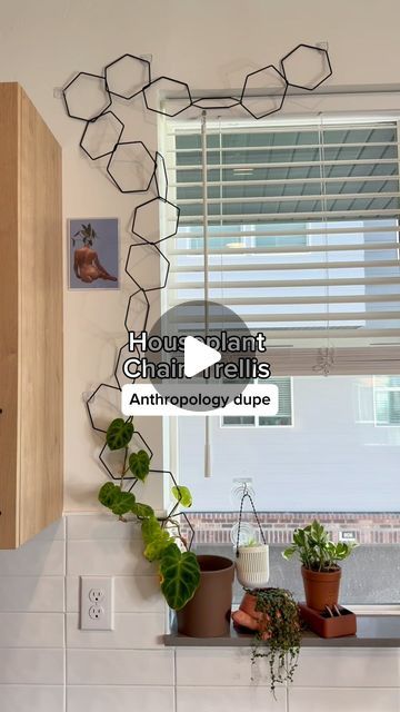 Mariah Harman | Houseplant Tips | Anthropology or Amazon? 🤔 

I LOVE to have houseplants crawling all over my walls & a chain trellis is my FAVORITE way to do that! 💫💚... | Instagram Chain Trellis, Champagne Coast, Houseplant Trellis, Houseplant Tips, Orange Champagne, Plant Growing, Plant Strong, Trellis Plants, Amazon Storefront