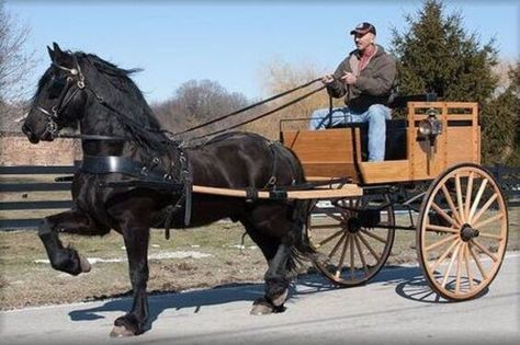 Homesteading Equipment, Pumpkin Coach, Horse Wagon, Friesian Horses, Horse Cart, Tennessee Walking Horse, Primitive Technology, Horse Drawn Wagon, Cinderella Pumpkin