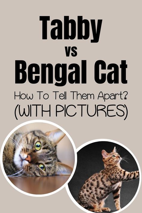 Tabby Vs Bengal Cat – How To Tell Them Apart? (With Pictures) Bengal Cats, Bengal Cat, Mixed Breed, Tabby Cat, Cat Breeds, Animals Beautiful, To Tell, Feline