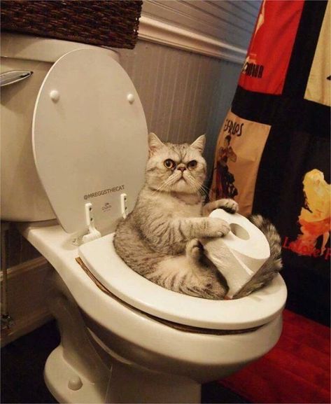 Toilet Day, World Toilet Day, 디즈니 캐릭터, Cat Info, Image Chat, Cute Cat Gif, Cute Cats And Dogs, Funny Cat Videos, All About Cats