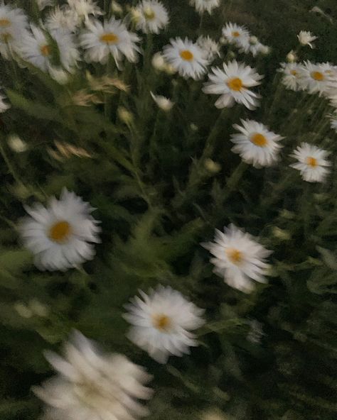 Nature, Daisy Darker Aesthetic, Daisy Buchanan Aesthetic, Daisy Core Aesthetic, Feral Academia Aesthetic, Daisy Darker, Daisy Core, Daisy Flower Aesthetic, Daisies Aesthetic