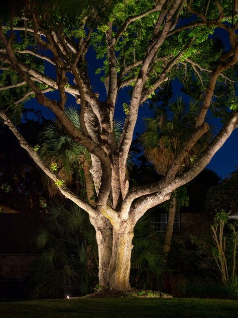 Tree Uplighting, Outdoor Tree Lighting, Land Development, Driveway Lighting, Light Up Tree, Plant House, Lights Ideas, Outdoor Trees, Live Oak Trees