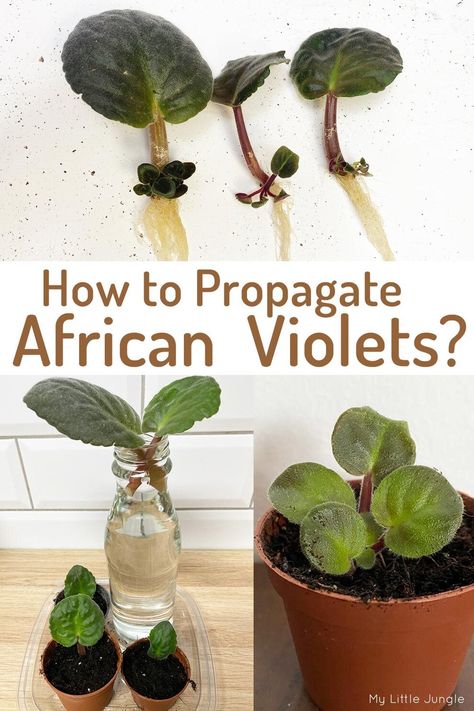 How to Propagate African Violets - My Little Jungle African Violets In Terrariums, African Violet Care, Water Propagation, African Violet Pots, Tattoo Plant, African Violets Plants, Household Plants, Violet Plant, Plant Care Houseplant