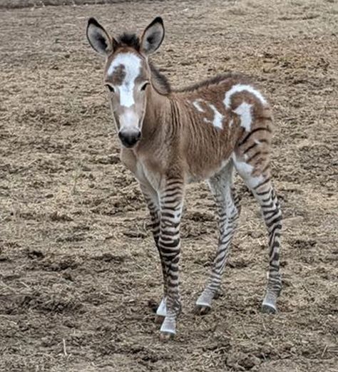 Zebra Horse Hybrid, Zorse Hybrid, Rare Horse Breeds, Unusual Horse, Baby Horse, Rare Horses, Most Beautiful Horses, Interesting Animals, Baby Horses