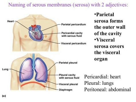 Serous Membrane, Thoracic Cavity, Nursing Notes, Anatomy And Physiology, Chiropractic, Nursing School, Cavities, Study Tips, Biology